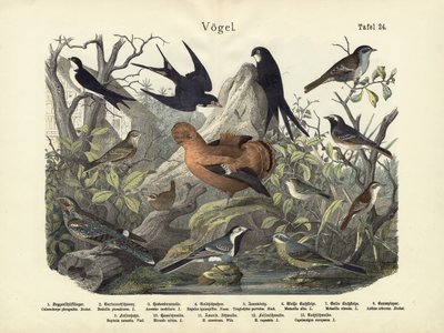 Birds, c.1860 by German School